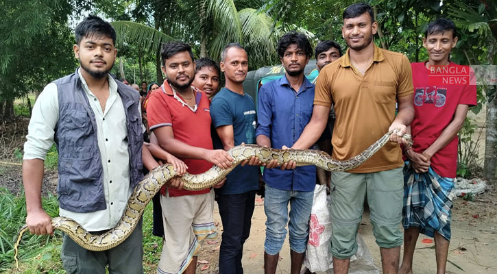 ধানক্ষেতে এসে জালে আটকা পড়া অজগর বনে অবমুক্ত